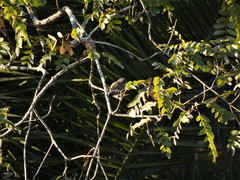 Serpophaga