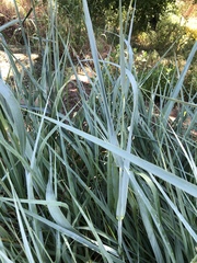 Leymus arenarius