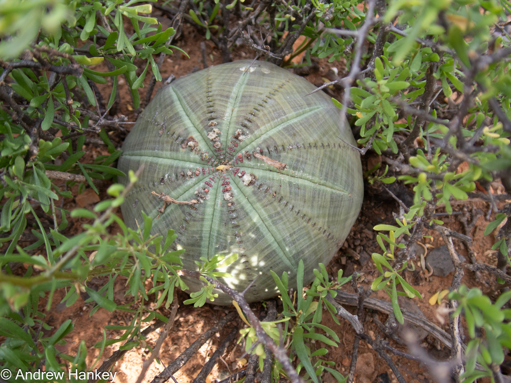 Euphorbia obesa Hook.f.