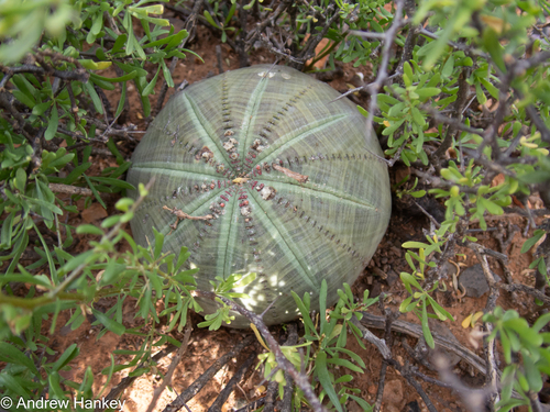 Euphorbia obesa, photograph 1