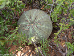 Euphorbia obesa, photograph (c) Andrew Hankey, some rights reserved (CC BY-SA)