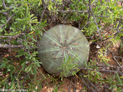 Euphorbia obesa, photograph (c) Andrew Hankey, some rights reserved (CC BY-SA)