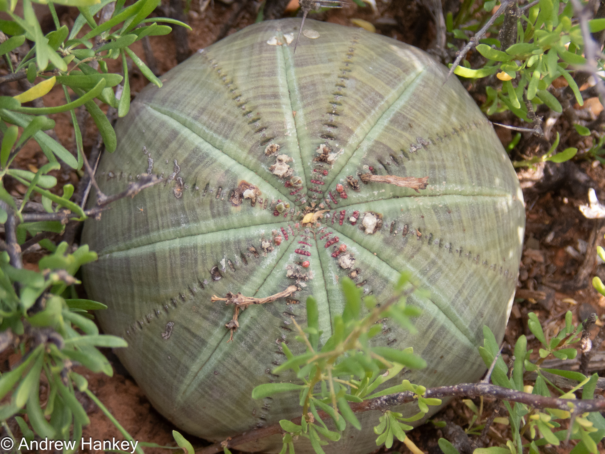 Euphorbia obesa ssp. symmetrica
