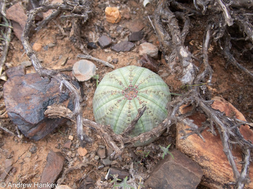 Euphorbia obesa, photograph 3