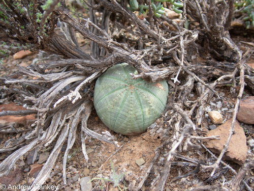 Euphorbia obesa, photograph 5