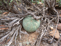 Euphorbia obesa, photograph (c) Andrew Hankey, some rights reserved (CC BY-SA)
