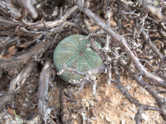 Euphorbia obesa, photograph (c) Andrew Hankey, some rights reserved (CC BY-SA)