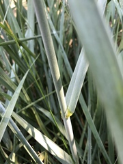 Leymus arenarius