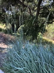 Leymus arenarius