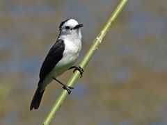 Fluvicola albiventer