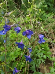 Delphinium alabamicum