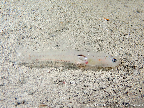 Transparent Goby, photo 5 of 9