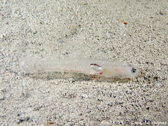 Transparent Goby photo 5