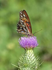 Dione vanillae maculosa