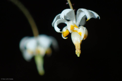 Redwood Inside-out-flower
