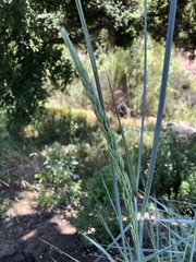 Leymus arenarius