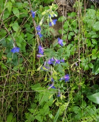 Delphinium alabamicum