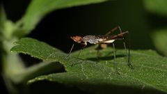 Micropeza stigmatica