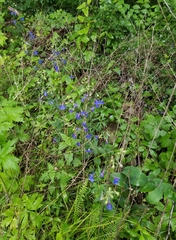 Delphinium alabamicum