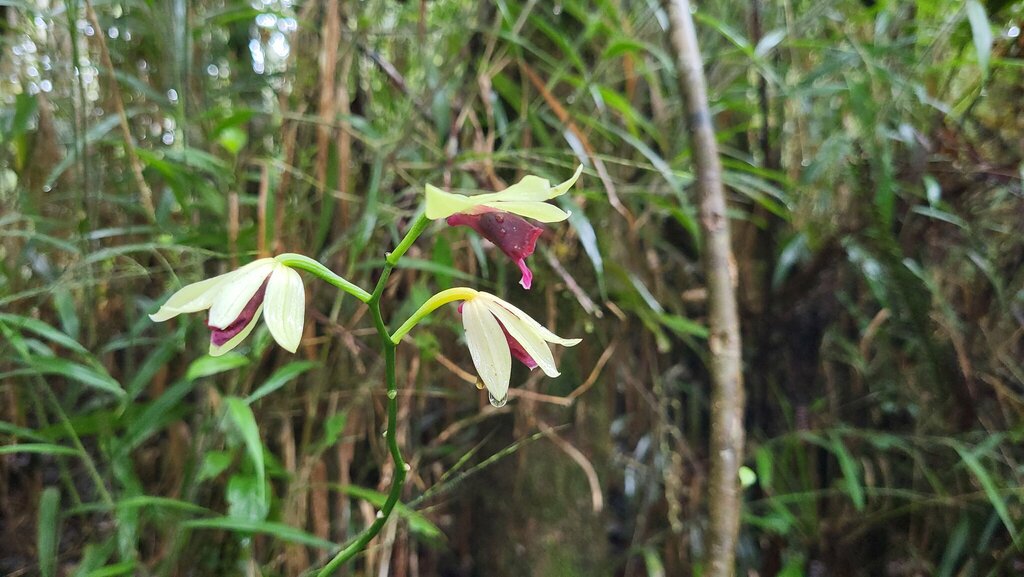 Calanthe pulchella