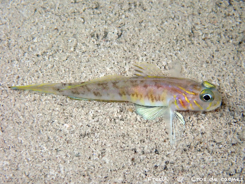 Lesueur's Goby