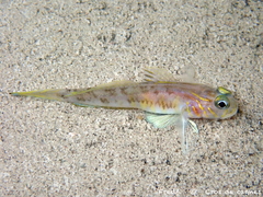 Lesueur's Goby photo 1