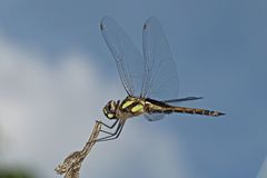 Tramea cophysa