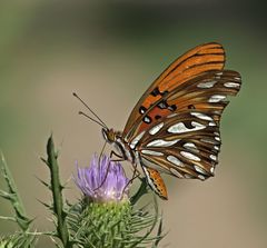 Dione vanillae maculosa