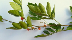 Paullinia trigonia