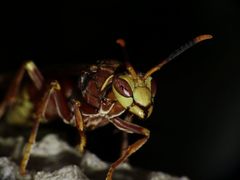 Polistes cavapyta