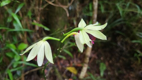 Calanthe pulchella, photograph 2