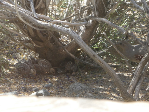 iNaturalist observation photo of Gambel's Quail