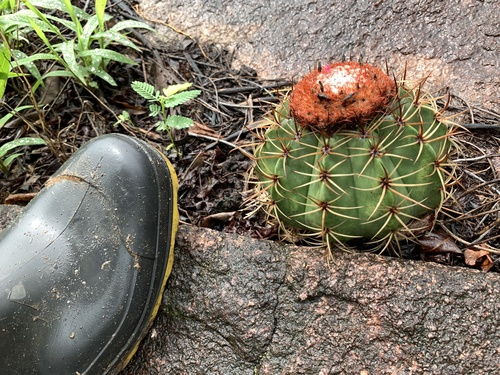 Melocactus neryi