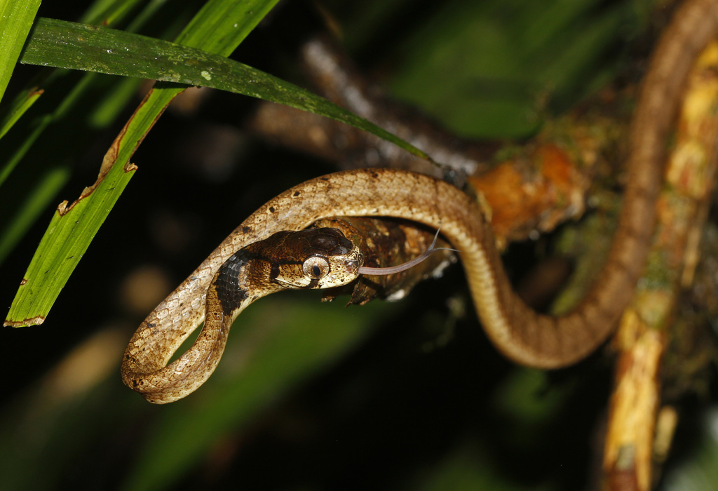 Barred Slug-Eating Snake