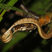 頸斑鈍頭蛇 - Photo 由 Leonid A. Neymark 所上傳的 (c) Leonid A. Neymark，保留部份權利CC BY-NC