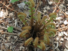 Dryopteris crassirhizoma