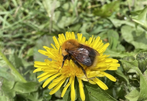 Bombus koropokkrus
