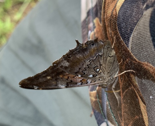 Tailed Cecropian