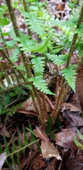 Dryopteris filix-mas