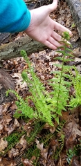 Dryopteris filix-mas