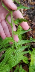 Dryopteris filix-mas
