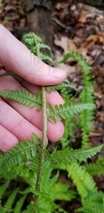 Dryopteris filix-mas