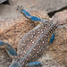 南亞岩蜥 - Photo 由 Ryan Van Meter 所上傳的 (c) Ryan Van Meter，保留部份權利CC BY-NC-ND
