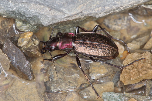 Carabus akinini