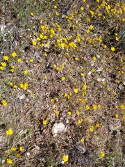 Pentachaeta aurea aurea