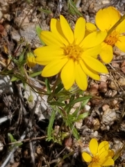 Pentachaeta aurea aurea