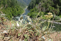 Eriogonum compositum