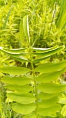 Galega