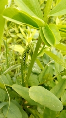Galega
