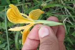 Iris innominata
